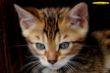 IMG_7868i Bengalkater Louis.jpg
