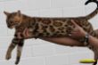 IMG_9433i Bengalkater Ayo.jpg