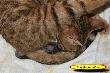 Geburt Kater gelb i.jpg