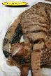 Geburt Kater pink 1 i.jpg