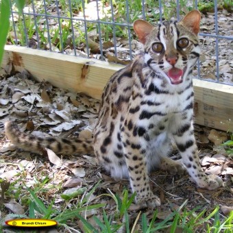ALC - Asian Leopard Cat (fr&uuml;her wurde sie Bengalkatze genannt)