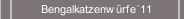 Bengalkatzenw&uuml;rfe&acute;11